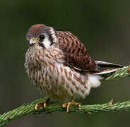 American Kestrel