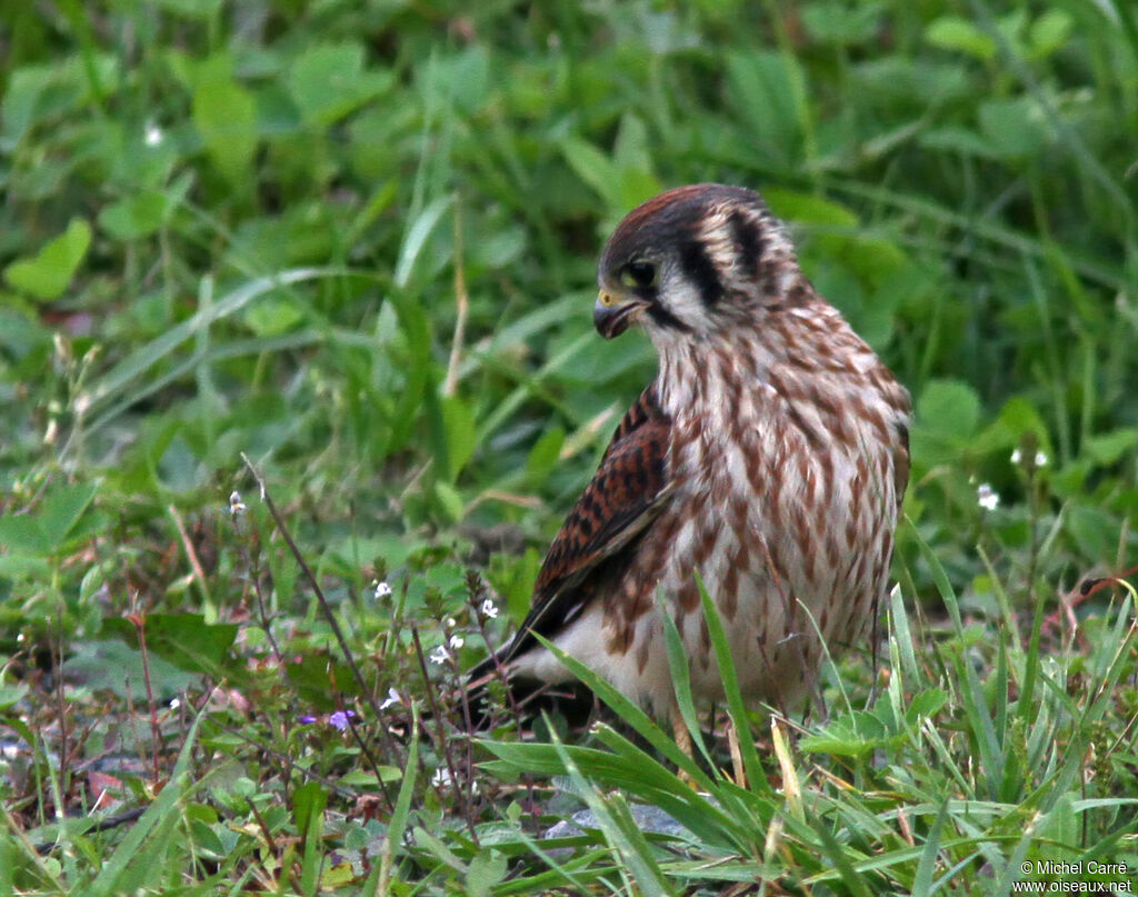 American Kestrel female adult