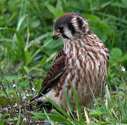 American Kestrel