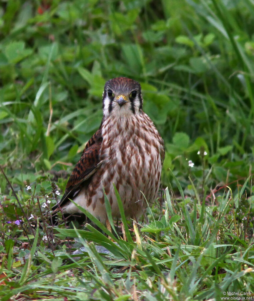 American Kestrel female adult