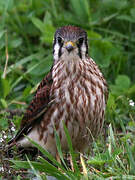 American Kestrel