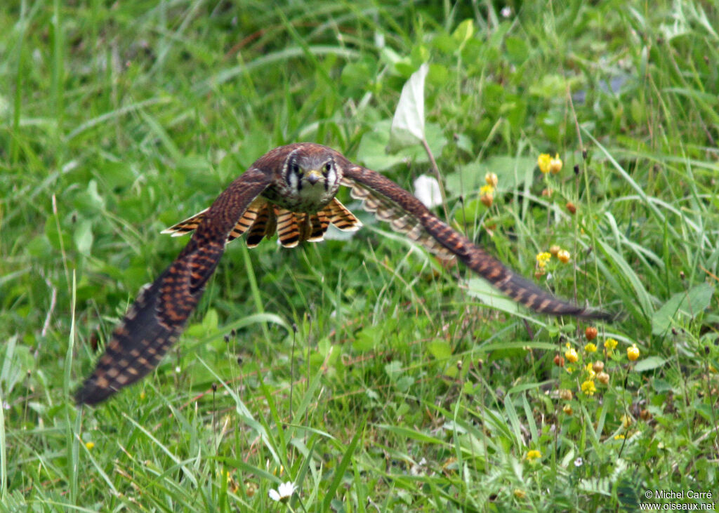 American Kestrel female adult