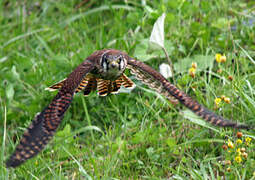 American Kestrel