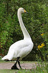 Cygne chanteur