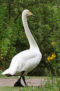 Whooper Swan