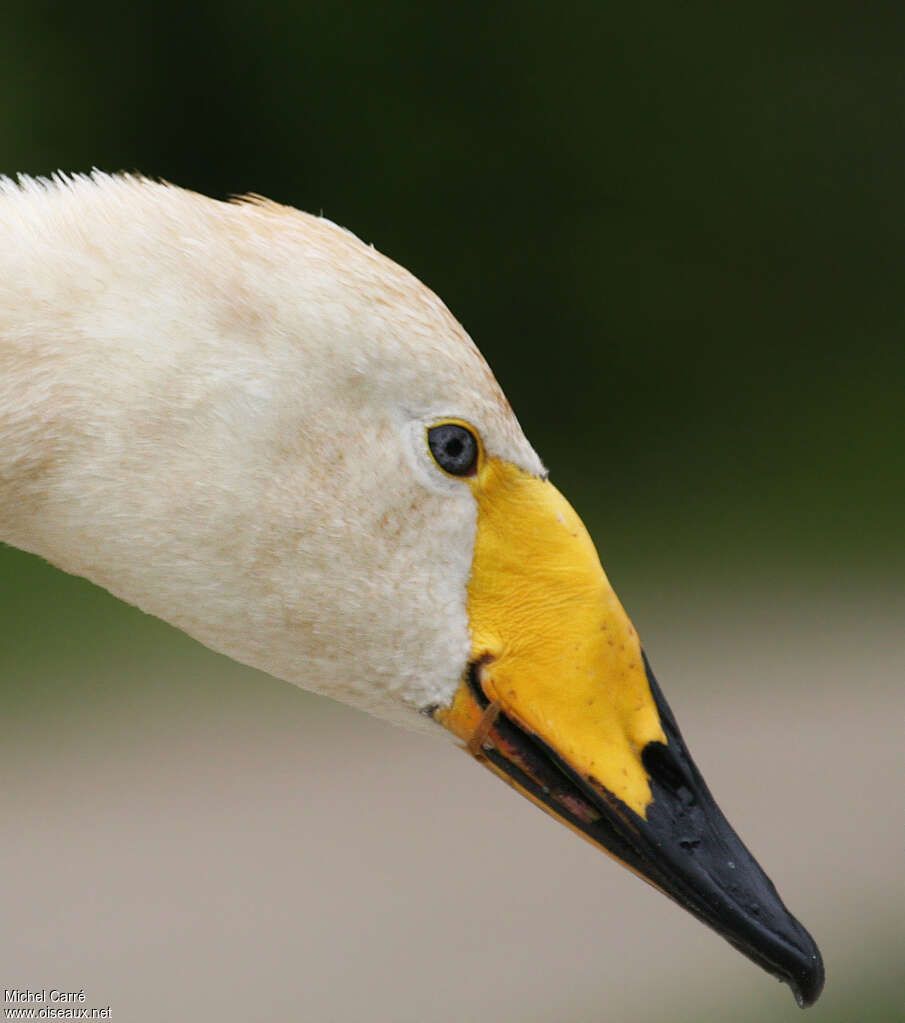 Cygne chanteuradulte, portrait