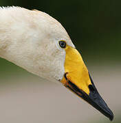 Whooper Swan