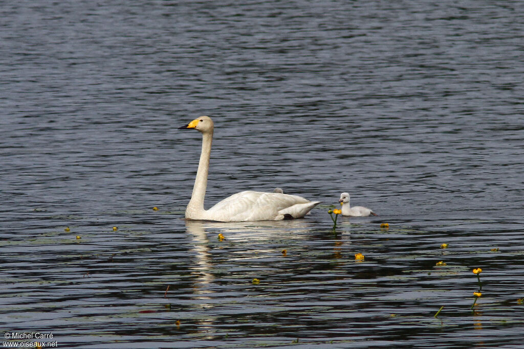 Whooper Swan