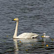 Cygne chanteur