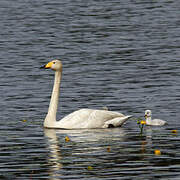 Whooper Swan