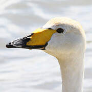 Whooper Swan