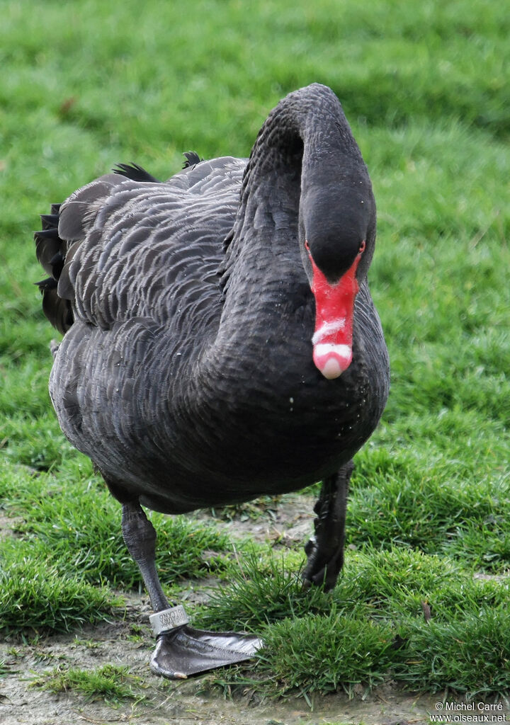 Black Swanadult