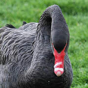 Cygne noir