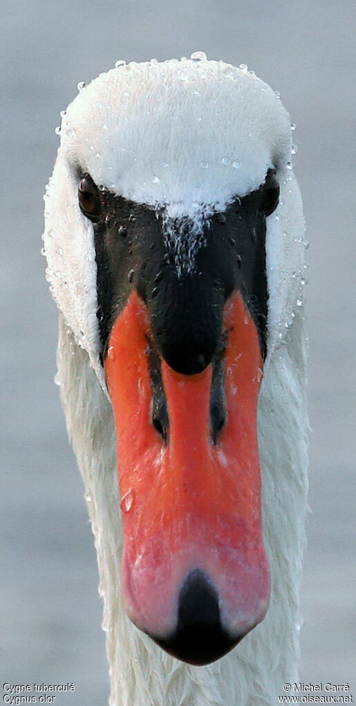 Cygne tuberculéadulte