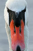 Mute Swan