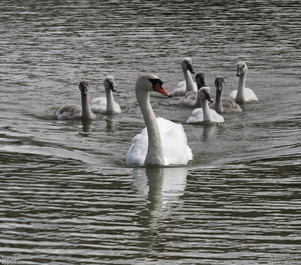 Mute Swan