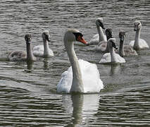 Cygne tuberculé