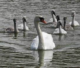 Cygne tuberculé