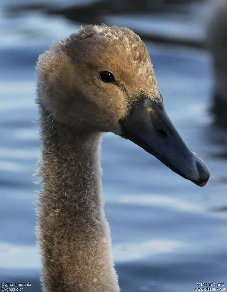 Cygne tuberculéjuvénile