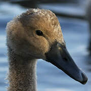 Mute Swan