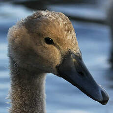 Cygne tuberculé