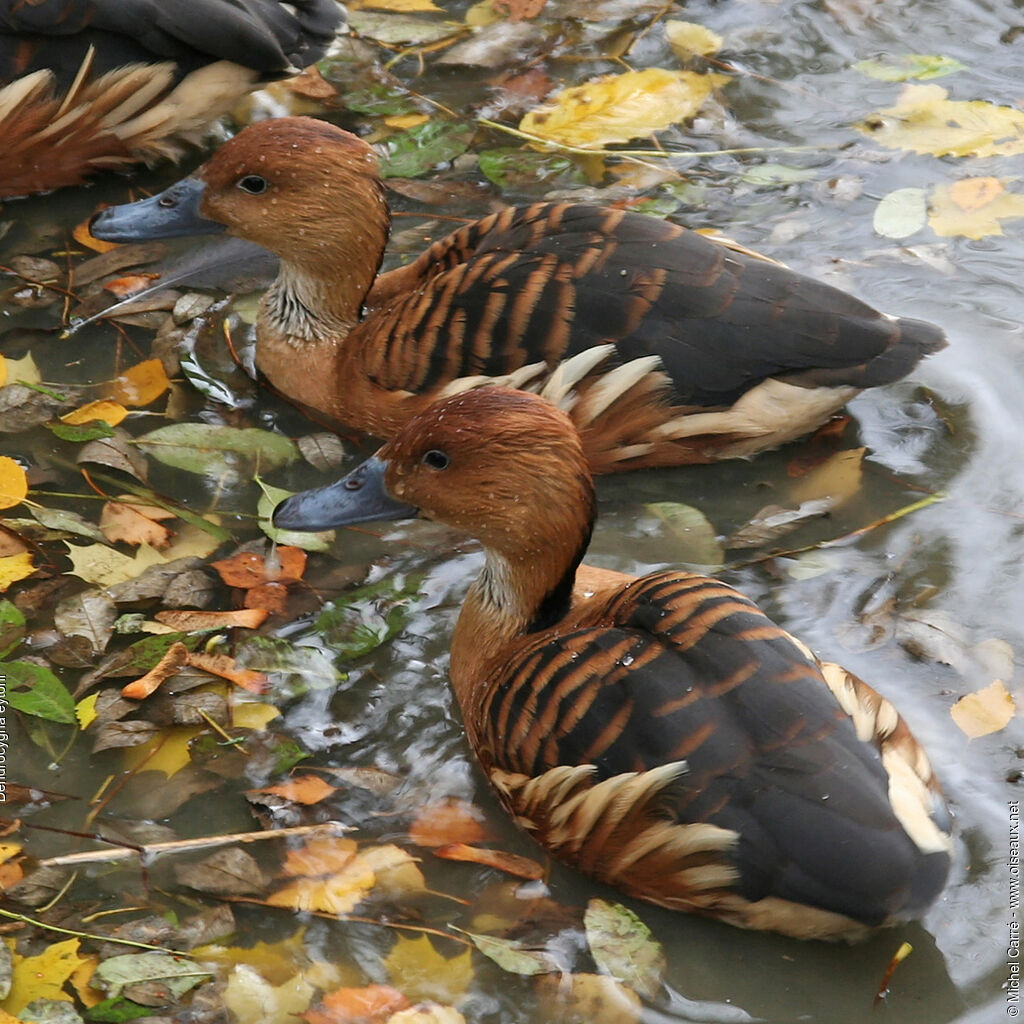 Dendrocygne d'Eyton