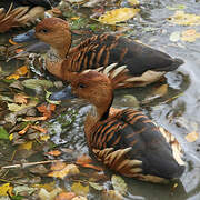 Plumed Whistling Duck