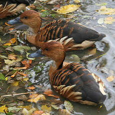 Dendrocygne d'Eyton