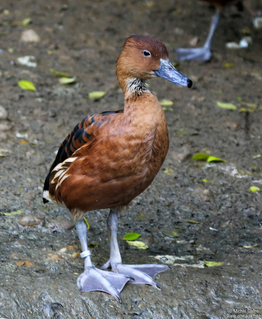 Dendrocygne fauveadulte