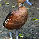 Dendrocygne fauve