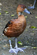 Fulvous Whistling Duck