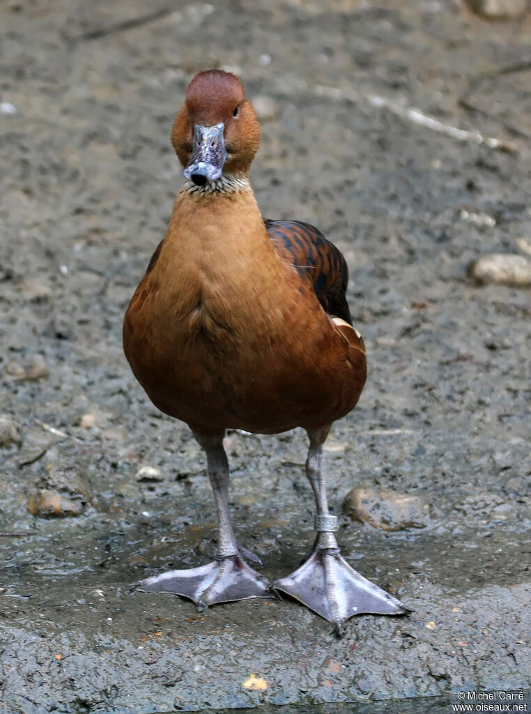 Dendrocygne fauveadulte