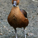 Dendrocygne fauve