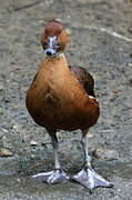 Fulvous Whistling Duck