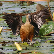 Lesser Whistling Duck