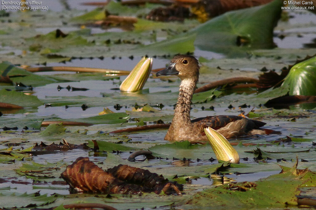 Dendrocygne siffleur