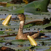 Lesser Whistling Duck