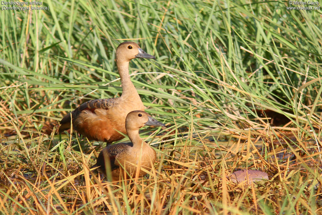 Dendrocygne siffleuradulte