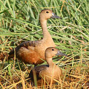 Lesser Whistling Duck