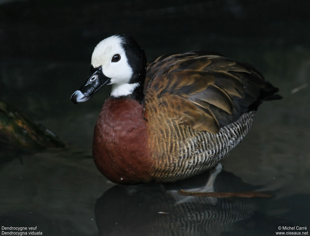 Dendrocygne veufadulte