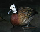 Dendrocygne veuf