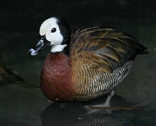 White-faced Whistling Duck