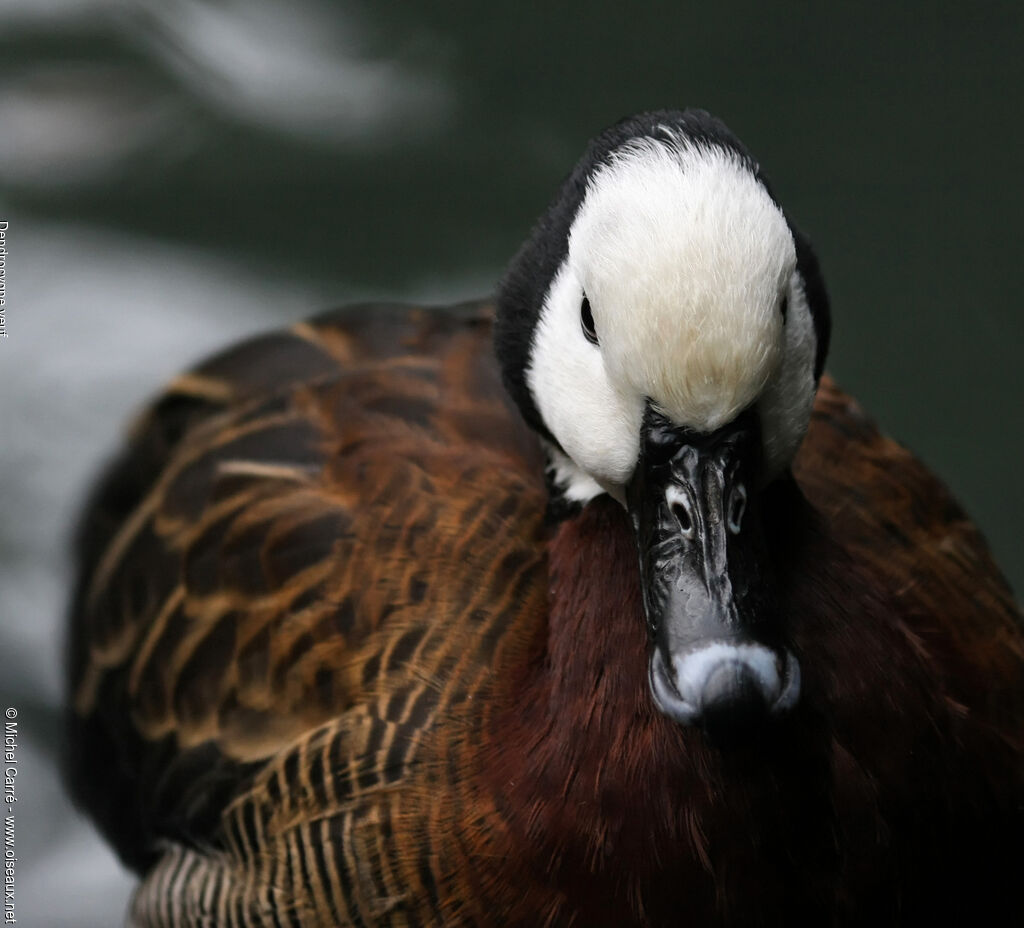 White-faced Whistling Duckadult