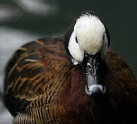 White-faced Whistling Duck