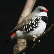 Diamond Firetail