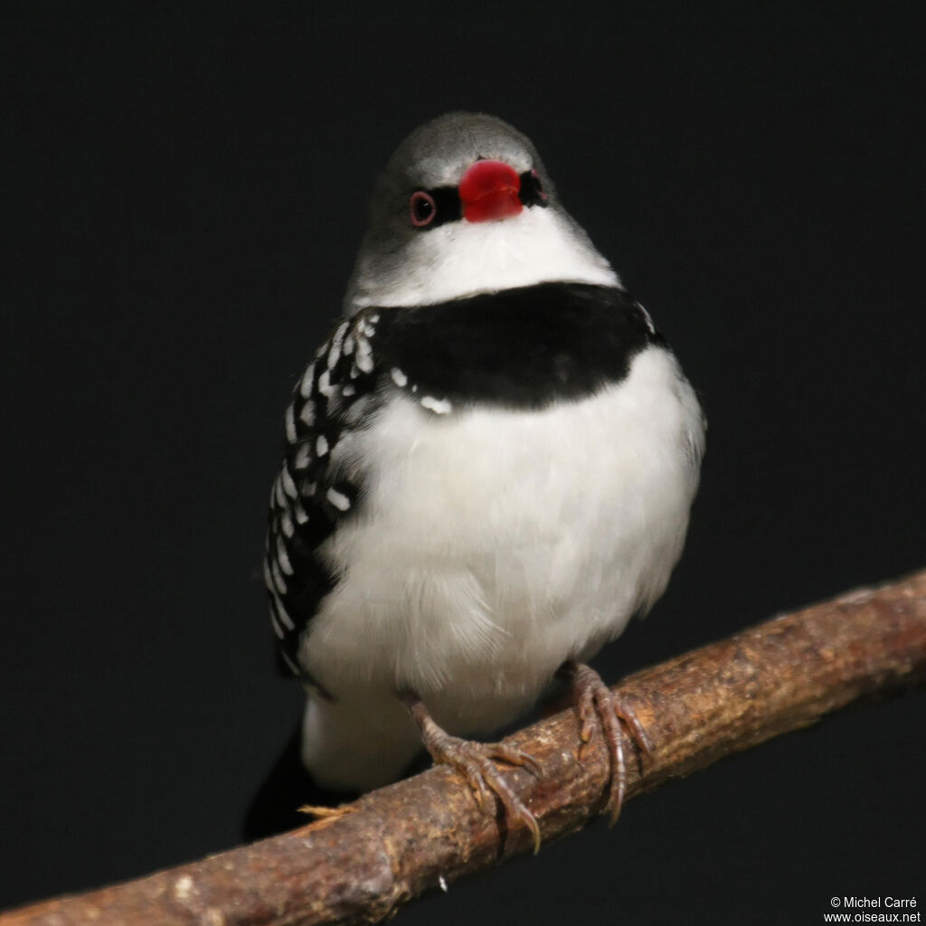 Diamond Firetail