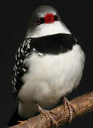 Diamond Firetail