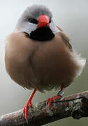 Long-tailed Finch