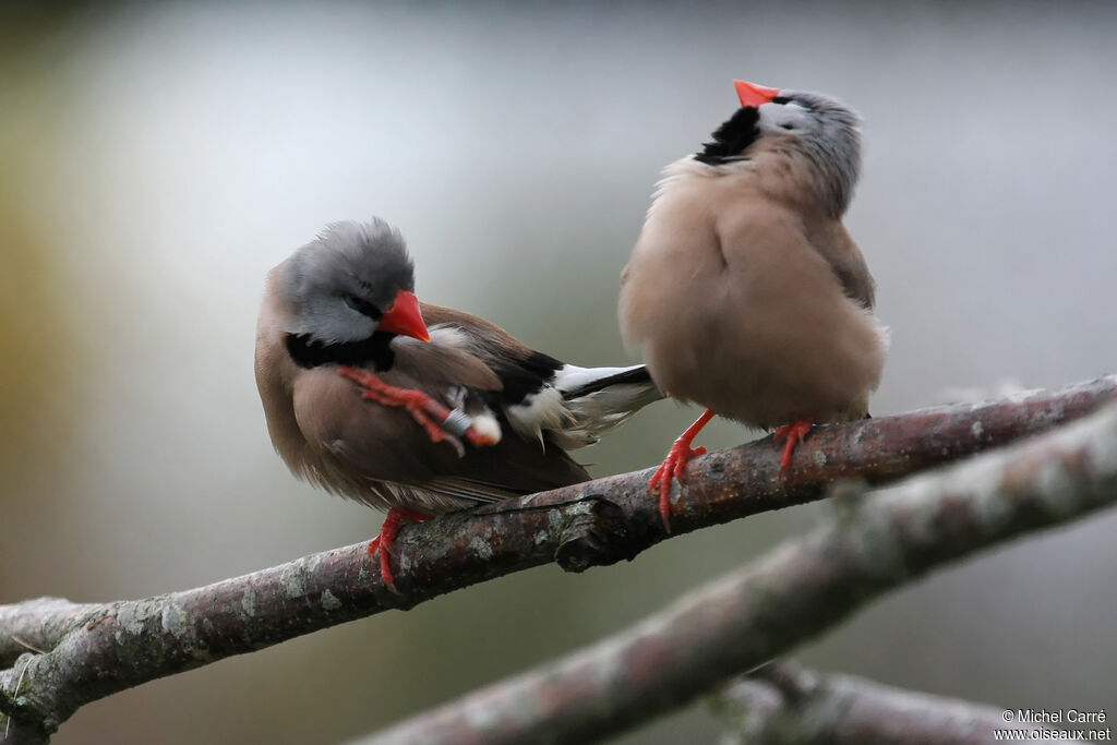 Long-tailed Finchadult