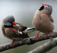 Long-tailed Finch